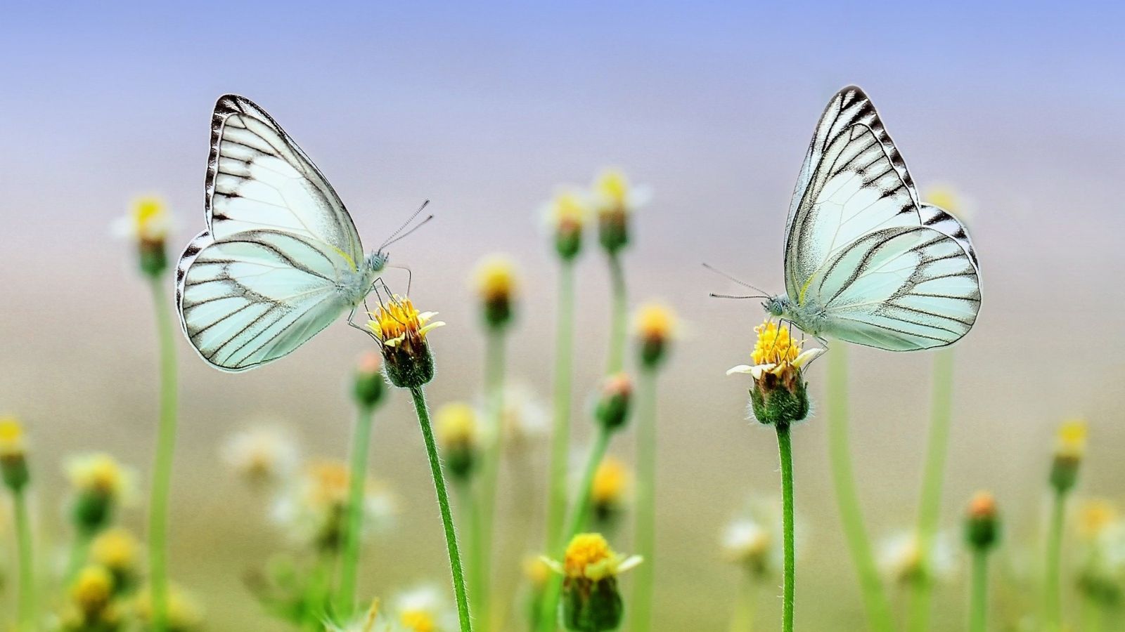 Easter Butterfly 1600 900