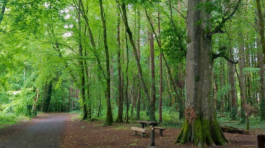 belleek woods ballina