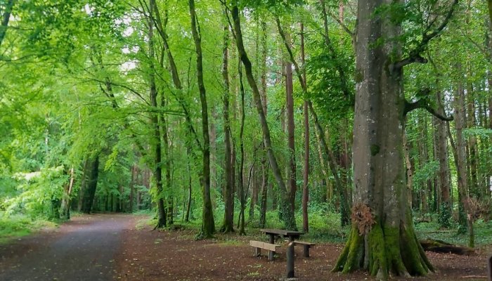 Belleek Woods